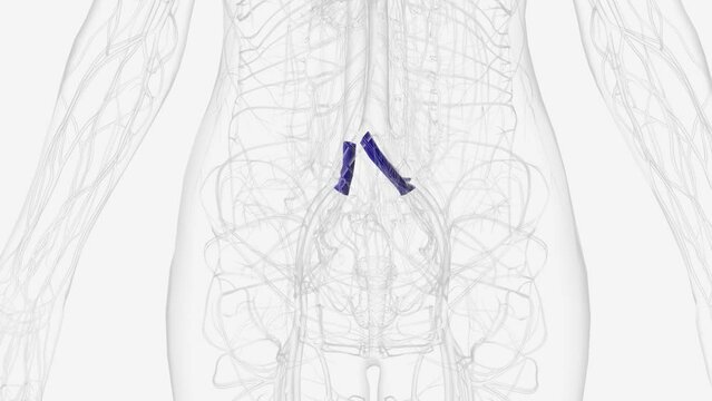 The common iliac vein is formed by the unification of the internal and external iliac veins .
