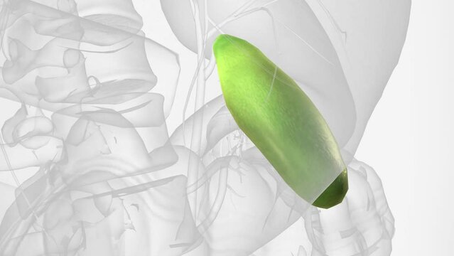 Your gallbladder is a small, pear-shaped organ in your upper right abdomen .
