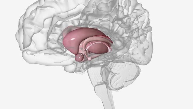 The human brain is basically symmetrical, split down the middle: the right cerebral hemisphere receives sensory input from and directs movement on the left .