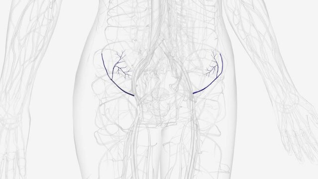 circumflex iliac vein is formed by the union of the venae comitantes of the deep iliac circumflex artery, and joins the external iliac vein