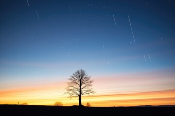 silhouette of a lone tree against a sky lit by meteors