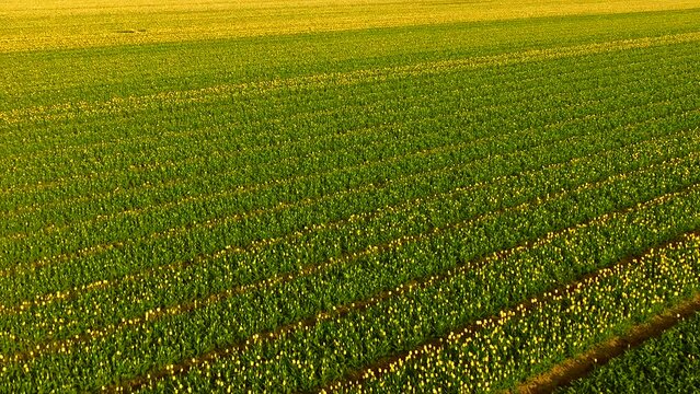 Filed of golden Yellow tulips at sunrise in North Holland