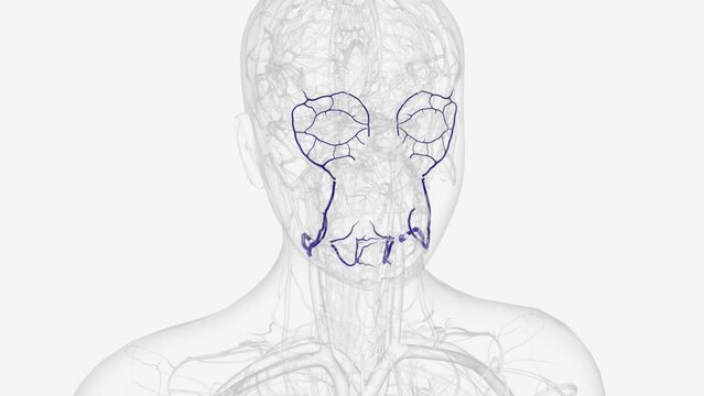 Facial veins are tiny blood vessels, called capillaries, that exist right under the surface of your skin .