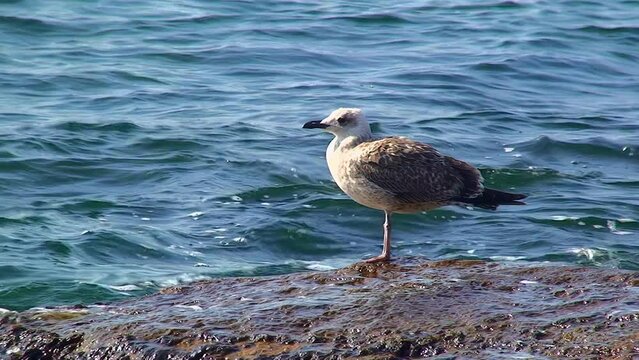 A young European herring gull (Larus argentatus) on a coastal stone in the spray of waves.