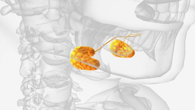Submandibular glands and ducts 3d .