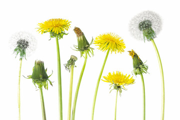  Blooming dandelions isolated on white background, different stages of flowering