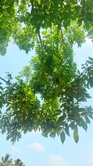 Fototapeta premium green pine branches