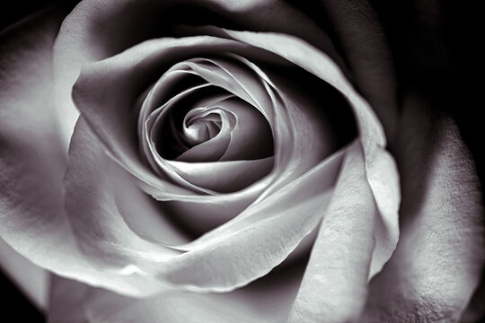 Close-up from a rose in black and white