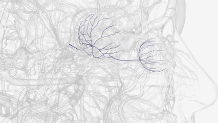 Retinal vein occlusion is a blockage of the small veins that carry blood away from the retina .