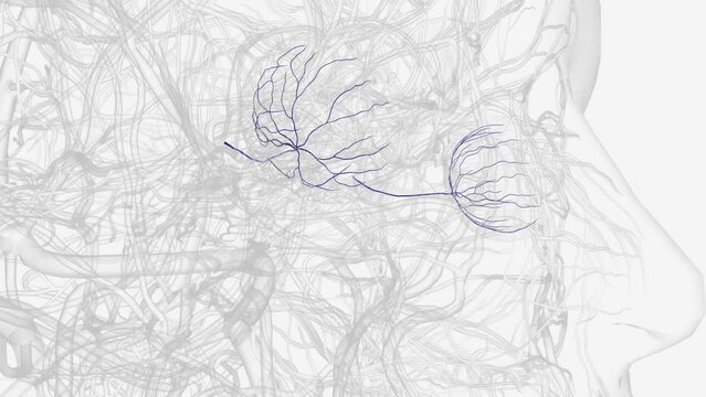 Retinal vein occlusion is a blockage of the small veins that carry blood away from the retina .