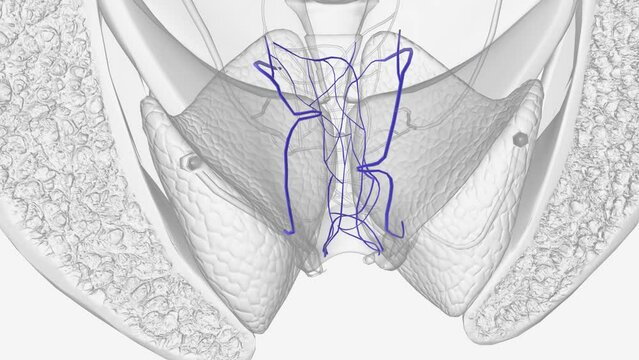 The rectal venous plexus (or hemorrhoidal plexus) surrounds the rectum, and communicates in front with the vesical venous plexus in the male, and the vaginal venous plexus in the female.