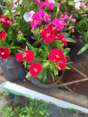 Dianthus flowers in the garden 