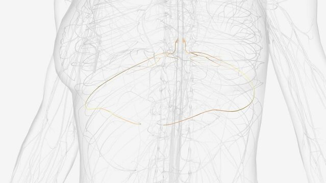 T6, T7, T8 provide the nerve network for some of the chest and abdomen, and belt-like dermatomes around the middle of the abdomen .