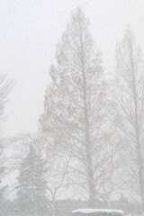 雪降りの日
