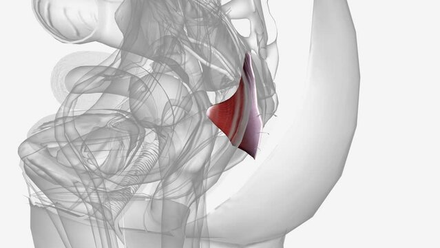 Muscles of pelvic floor and perineum .