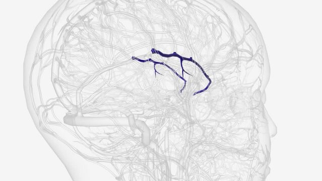 Superficial middle cerebral vein 3d medical