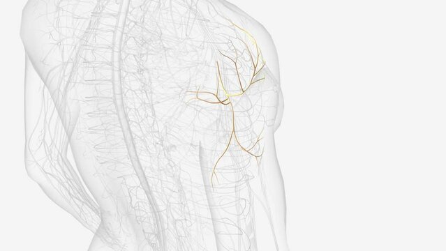 axillary nerve and terminal branches .
