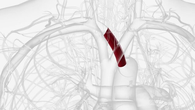 The brachiocephalic trunk is the first and the largest artery to arise from the aortic arch .