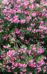 Pink flowers of blooming tree common oleander spring blooming in spring botanical background Nerium...