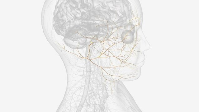 The abducens nerve is the sixth cranial nerve (CN VI). It is, along with the oculomotor nerve (CN III) and the trochlear nerve (CN IV), responsible for the extraocular motor functions of the eye