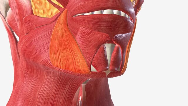 The depressor anguli oris muscle (triangularis muscle) is a facial muscle .