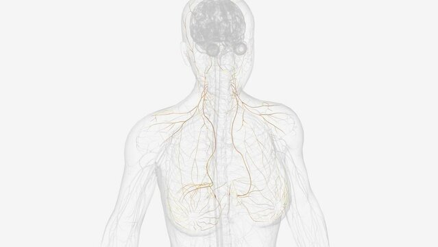 The cervical plexus is a conglomeration of cervical nerves formed by the anterior (ventral) rami of spinal nerves C1-C4 .