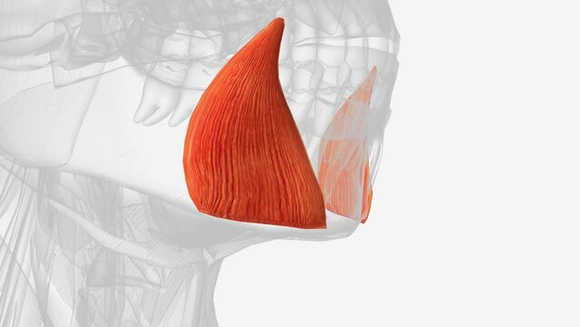 The depressor anguli oris muscle (triangularis muscle) is a facial muscle .