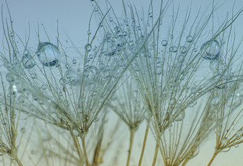 Close up of waterdroplets on dandelion seeds 