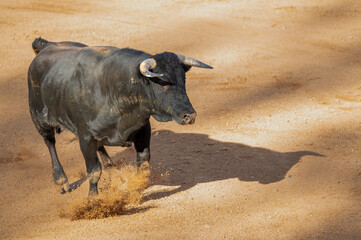 Bull running in a bullfight arena . 