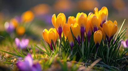 Foto op Canvas Crocus Spring Flowers © INK ART BACKGROUND