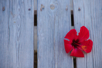 Red flower with scientific name Hibiscus Syriacus on wooden background. Concept backgrounds and textures. Medicinal plant.