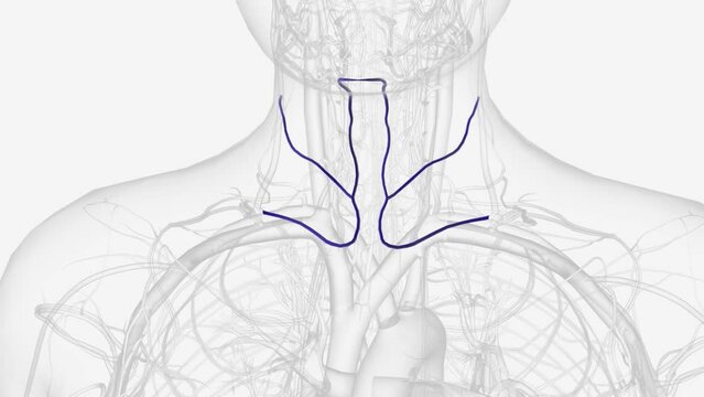 The anterior jugular vein is a vein in the neck .