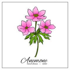 Realistic flower drawing. Hand drawn botanical illustration of blooming pink anemone. Colored vector graphic illustrations isolated on white background.