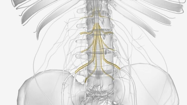 The lumbar plexus in the human arises from T12, L1, L2, L3, and L4 spinal nerves.