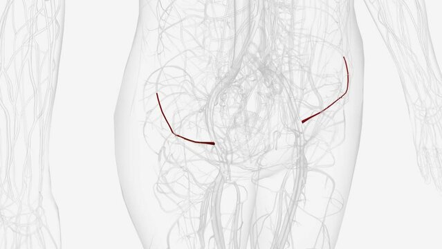 The deep circumflex iliac artery is an artery in the pelvis that travels along the iliac crest of the pelvic bone .