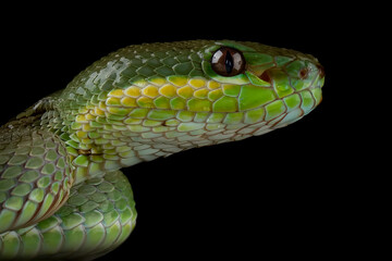 Trimeresurus insularis is a venomous pit viper species found in Indonesia.