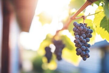 pinot noir grapes on vine in sunlight - obrazy, fototapety, plakaty