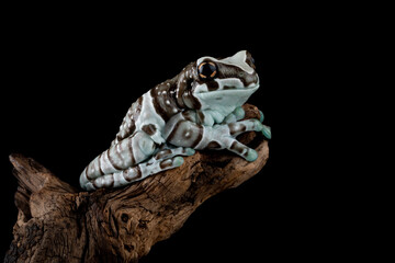 Naklejka premium The Amazon Milk Frog (Trachycephalus resinifictrix) or Blue Milk Frog is arboreal frog native to the Amazon Rainforest in South America.