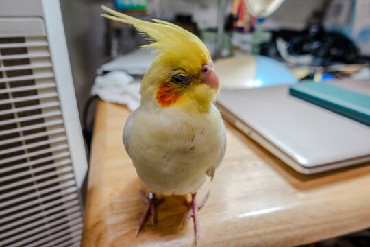 An adorable cockatiel.