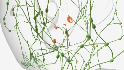 The tonsils are lymph nodes in the back of the mouth and top of the throat .