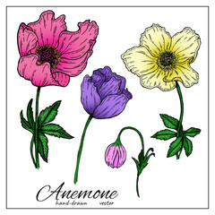 Set of colorful Anemone Flowers. Delicate beautiful anemone flowers for design, decoration, botany books. Bright wildflowers.