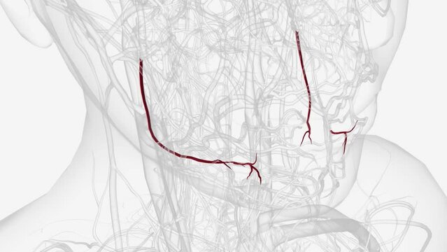 The inferior alveolar artery emits the mylohyoid branch before entering the mandibular foramen .