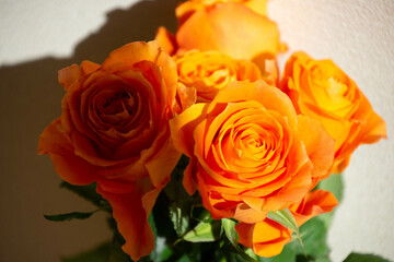 オレンジ色のバラ