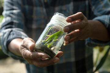 Keepers are inspecting orchid plant tissue cultures in glass bottle in the greenhouse, selective focus