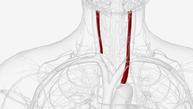 The Common Carotid artery is a large elastic artery which provides the main blood supply to the head and neck .