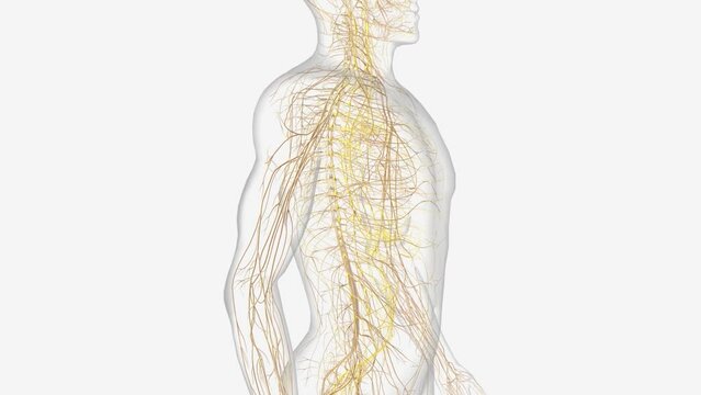 The autonomic nervous system is a component of the peripheral nervous system that regulates involuntary physiologic processes including heart rate .