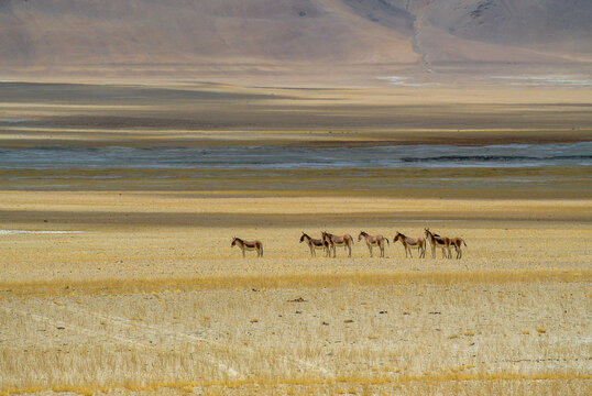 Wild KIANG Near TsoKar Lake,Ladhak