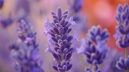 Obraz premium nice close up of the lavender