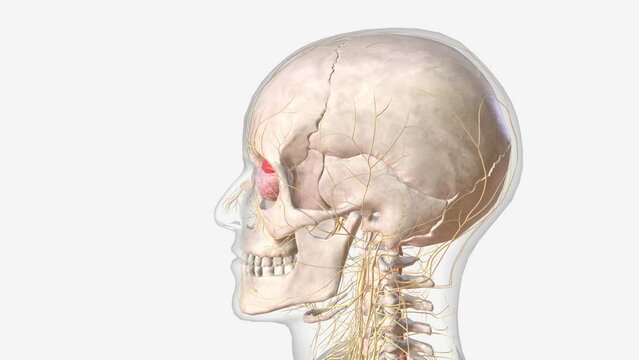 The central nervous system is the brain and spinal cord .