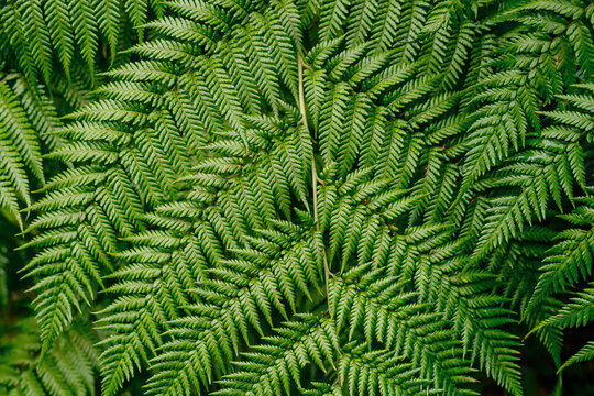 Lush green fern leaves growing in tropical climate. Botanical lush foliage texture background. 
